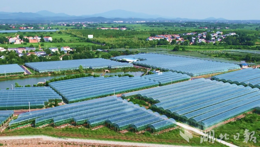 凤凰城游戏上分微信